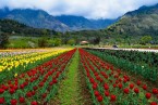 Srinagar - Local Sightseeing