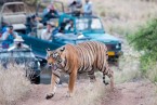 Ranthambore