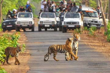 Jim Corbett Wildlife Tour Package